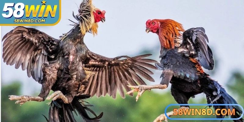 Chọn cửa cược vào chiến kê mạnh, thi đấu dũng mãnh hơn