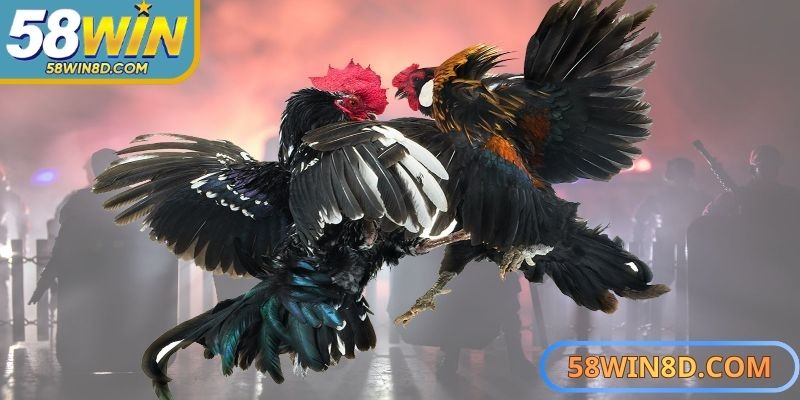  Khám phá đa dạng hình thức thi đấu kịch tính và hấp dẫn