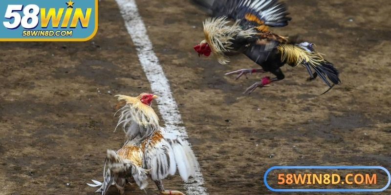 Trải nghiệm sảnh đá gà SV128 thực tế, tốc độ, kịch tính từng giây