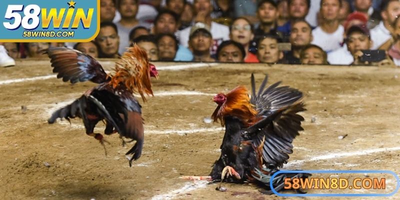  Cơ chế cược minh bạch, trả thưởng nhanh và an toàn